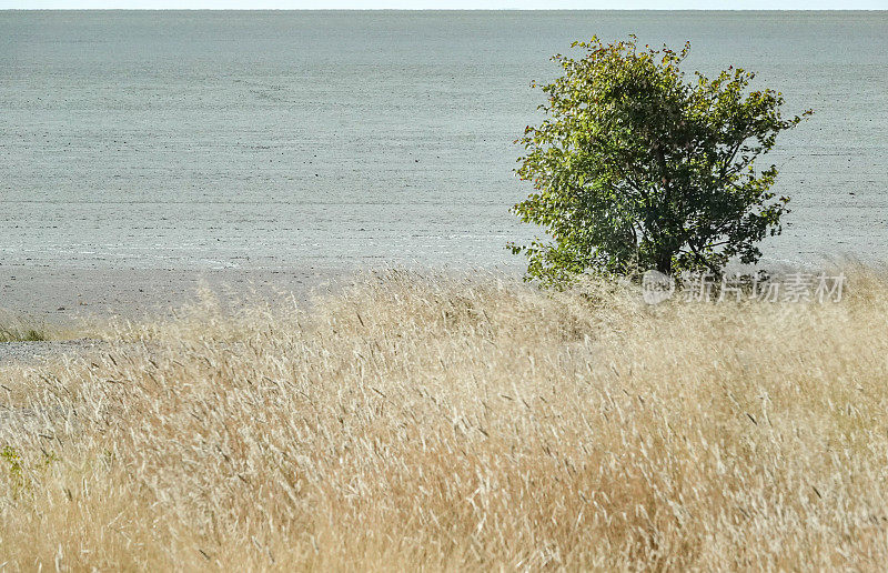 Etosha Pan在纳米比亚库内地区的Etosha国家公园